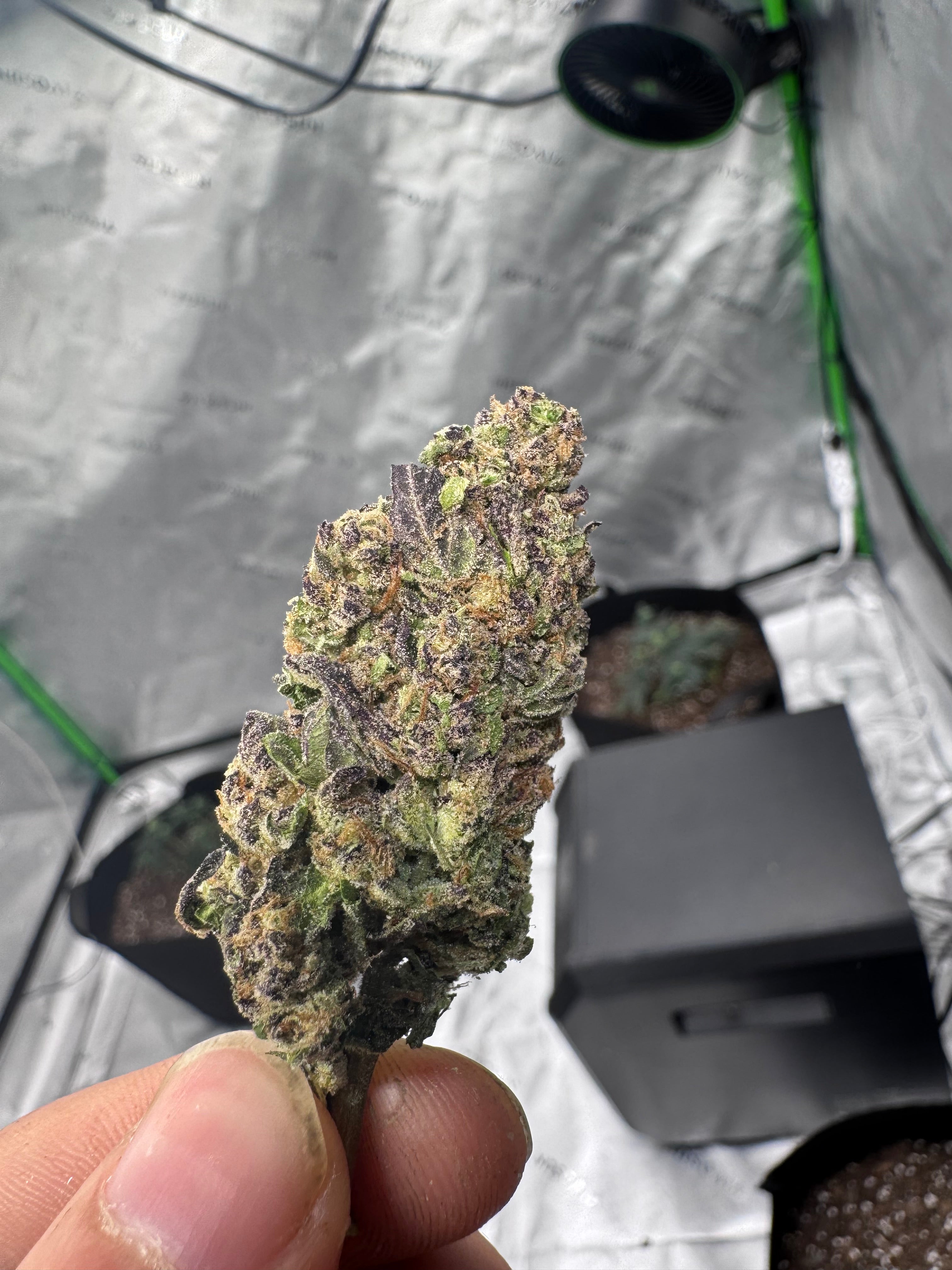 Girl Scout Cookie