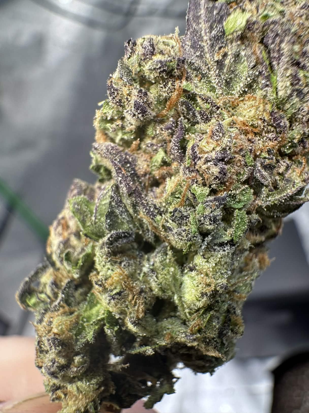 Girl Scout Cookie