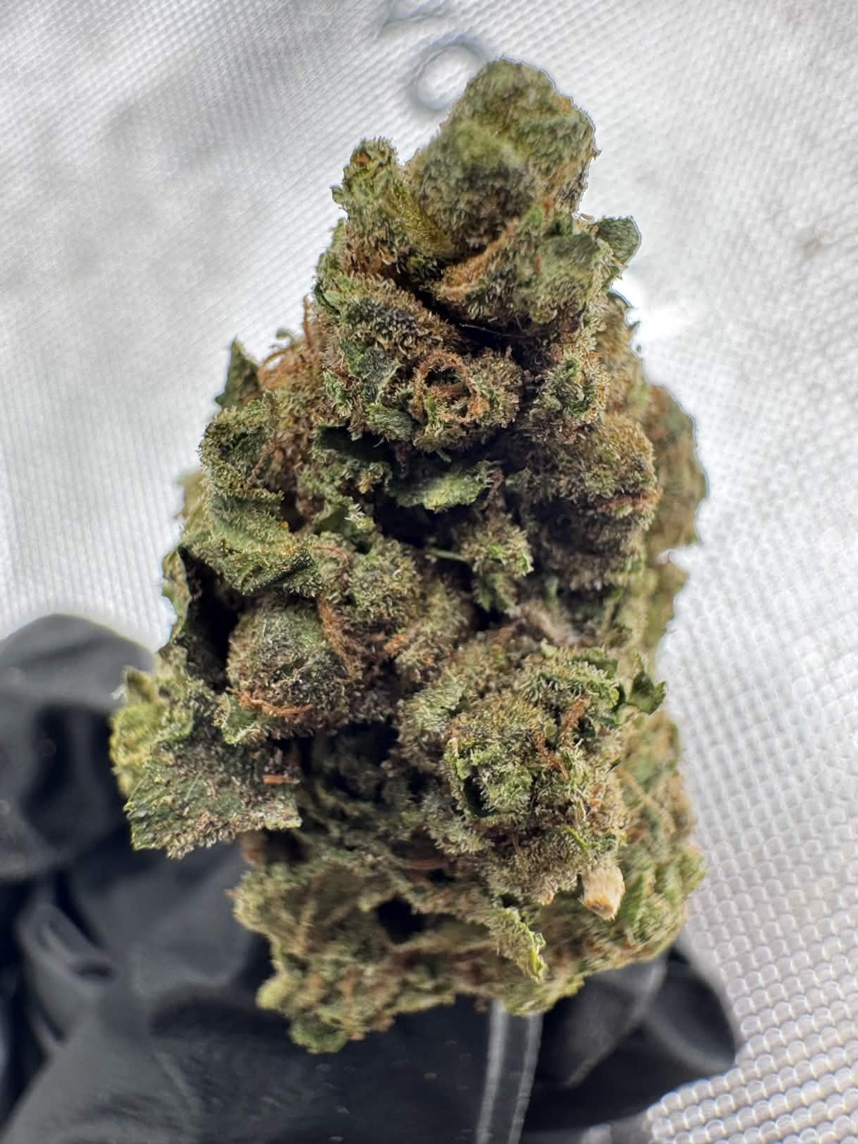 Butterscotch