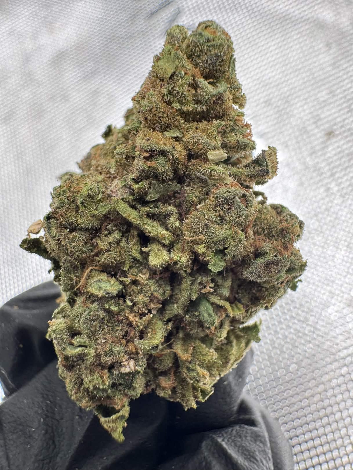 Butterscotch